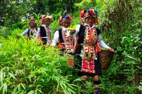 (1)CHINA-YUNNAN-ECONOMY-TEA-PICK(CN)