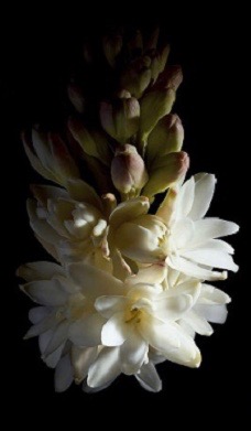 TUBEROSE