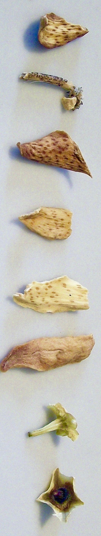 Spice, Tea, Drugs; all parched / dried