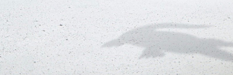 LACOSTE LOGO
