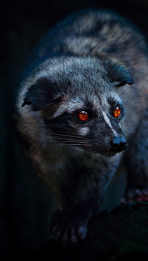 civet-in-dark.jpg