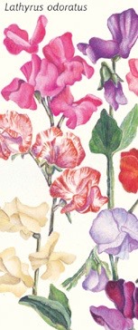 LATHYRUS