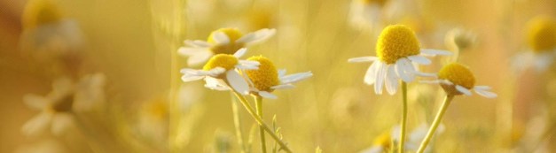 chamomile.jpg